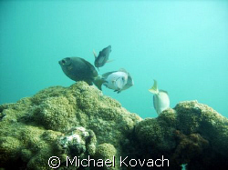 Doctor fish on the first reef line by Lauderdale by the Sea by Michael Kovach 